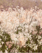 Load image into Gallery viewer, Blush Wildflower Collection