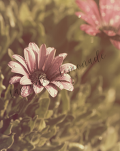 Load image into Gallery viewer, Blush Wildflower Collection
