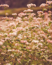 Load image into Gallery viewer, Blush Wildflower Collection