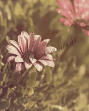 Load image into Gallery viewer, Blush Wildflower Collection
